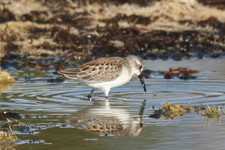 Western Sandpiper